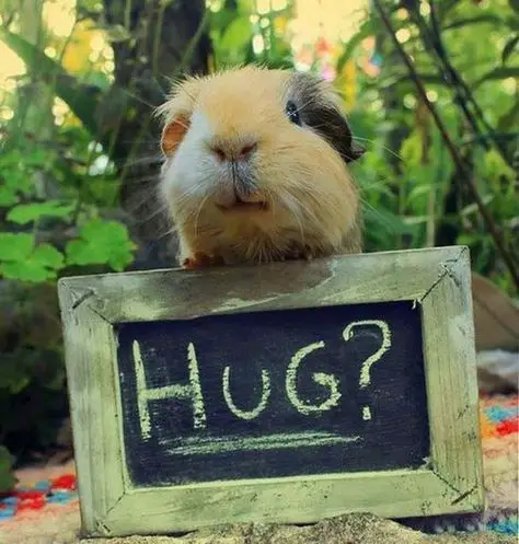 Funny Guinea Pig Pictures | Guinea Pig Hub