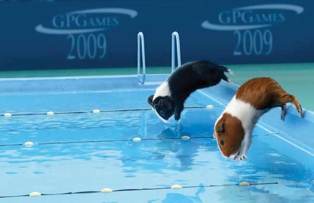 Bildergebnis für flying guinea pig