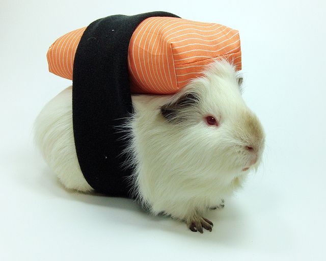 Creative Guinea Pig Costumes Guinea Pig Hub