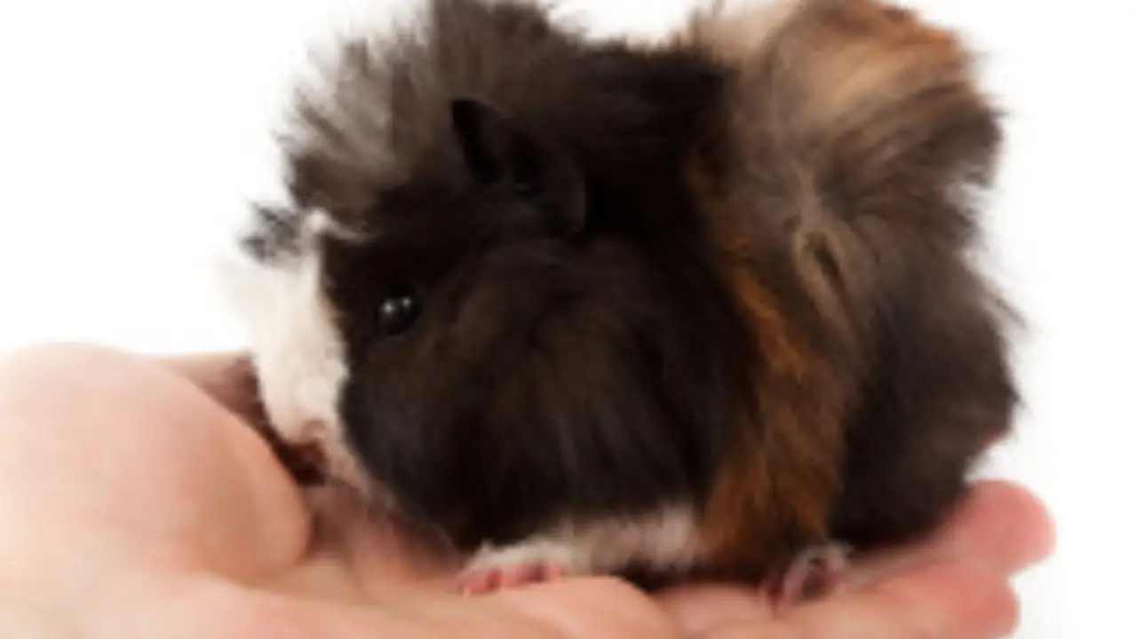 The Abyssinian Guinea Pig Guide Guinea Pig Hub