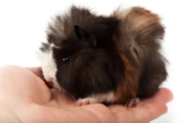 The Abyssinian Guinea Pig Guide Guinea Pig Hub