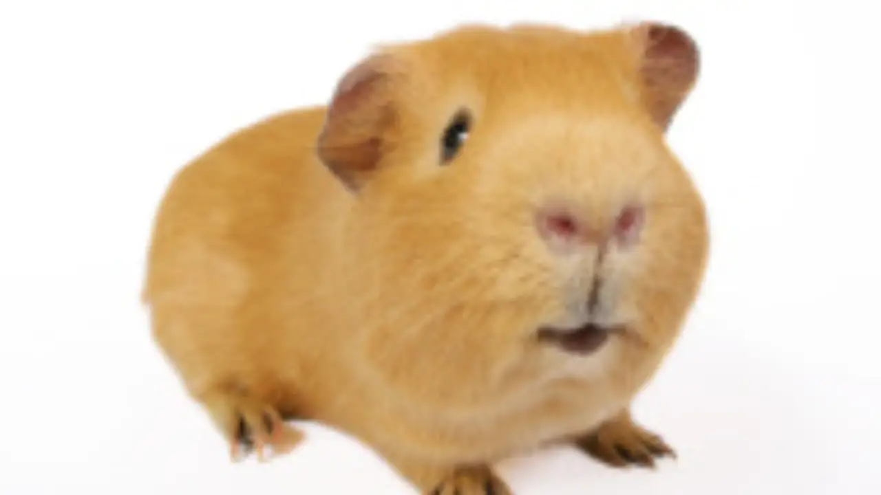 10 Most Creative Guinea Pig Names Guinea Pig Hub