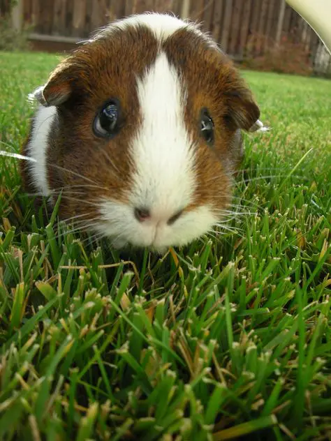 Cute Guinea Pig Pictures | Guinea Pig Hub