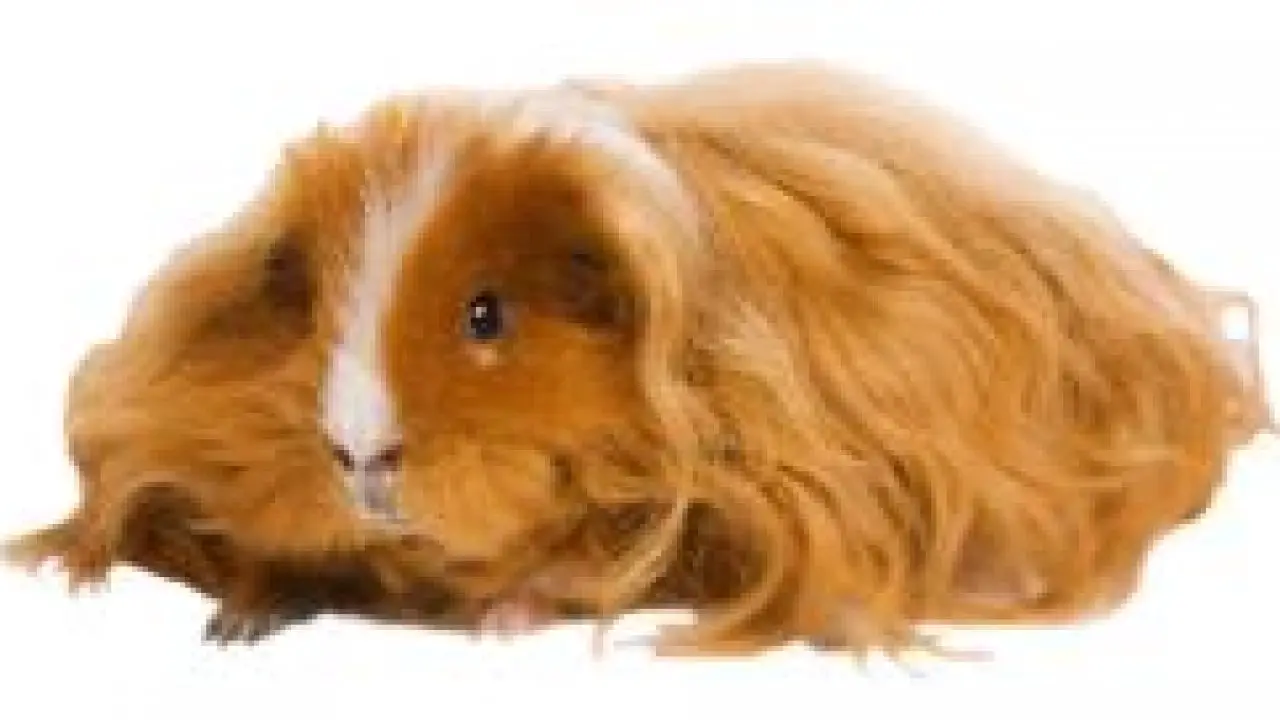 Texel Guinea Pig Features Origins Care Guide Guinea Pig Hub