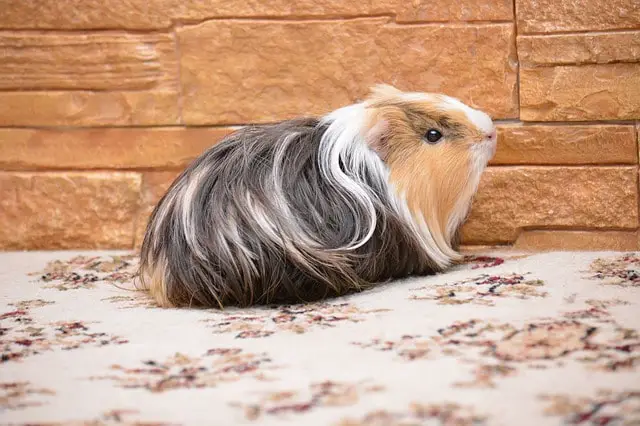 10 Guinea Pig Breeds: Ultimate Cavy 