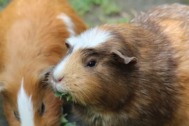 Zijn cavia's nachtdieren? 