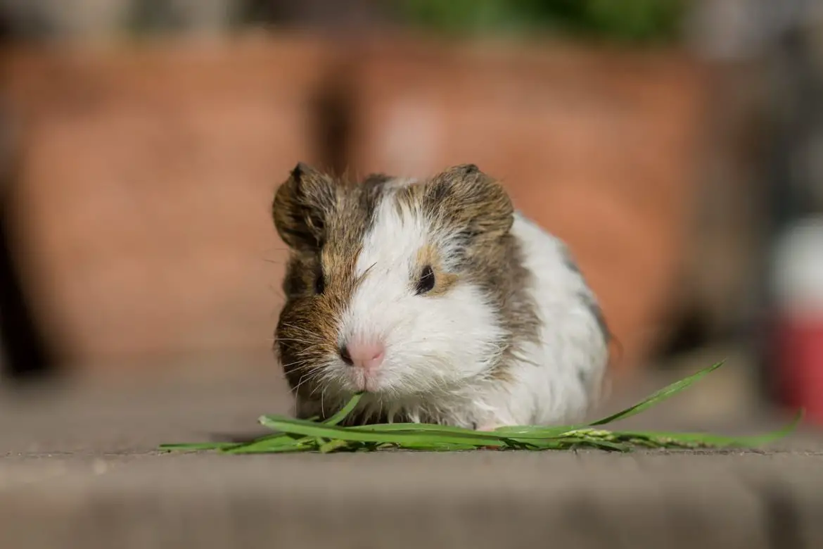 How Many Babies Do Guinea Pigs Have? - Guinea Pig Hub