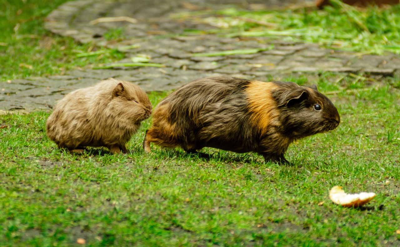 Can Guinea Pigs Get Fleas? Care and Prevention Guinea