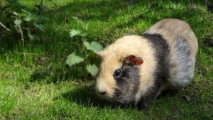 can guinea pigs get fleas from dogs or cats