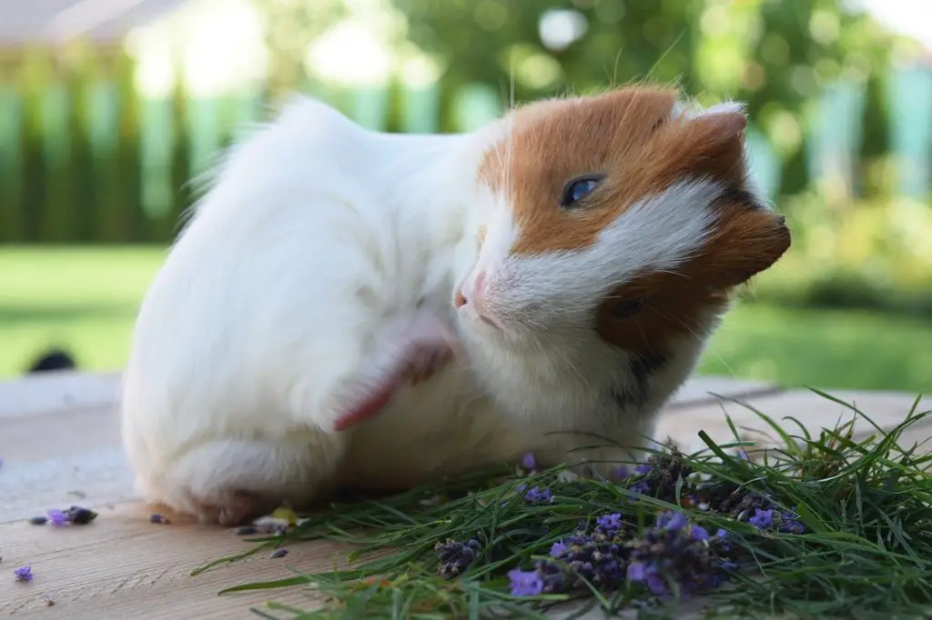 can guinea pigs get fleas from dogs or cats