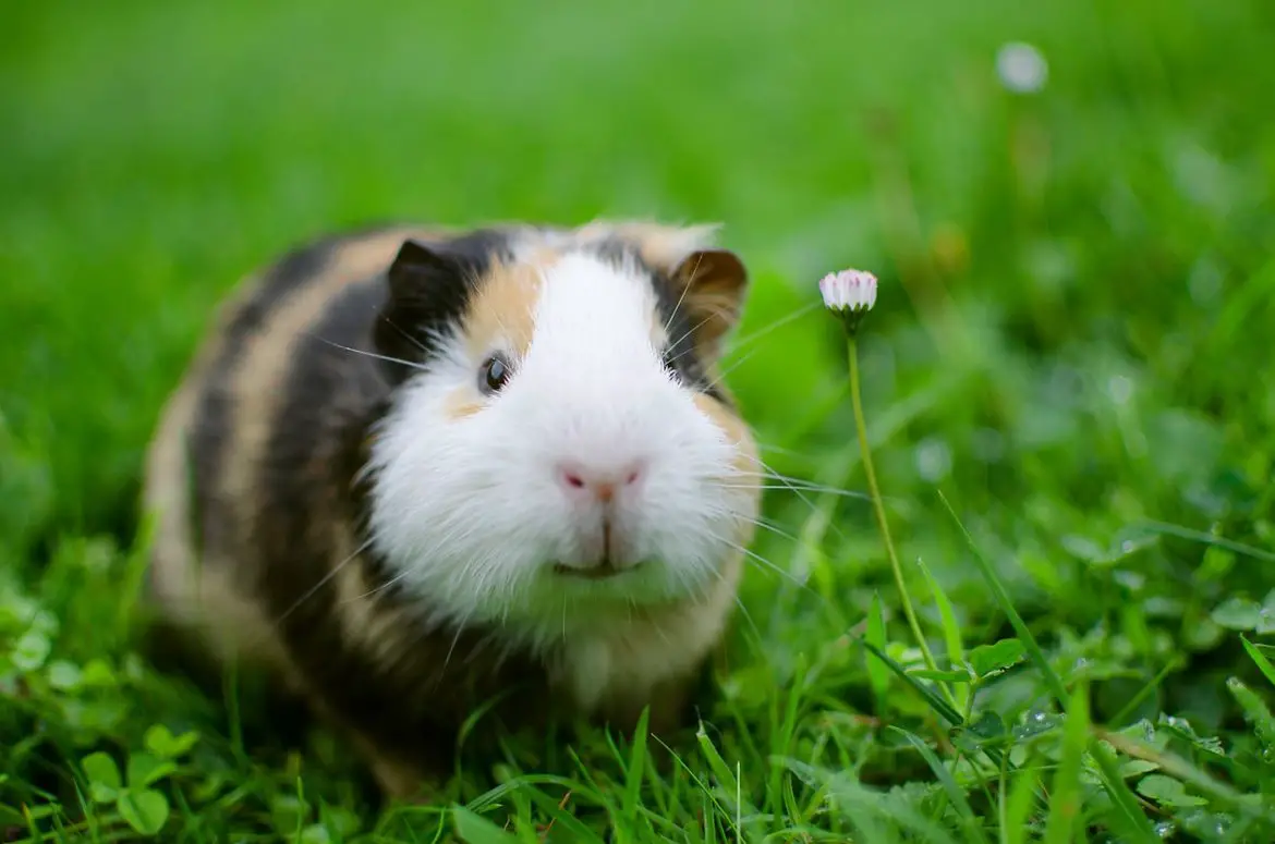 Can Guinea Pigs Live Outside? Safety & Tips Guinea Pig Hub