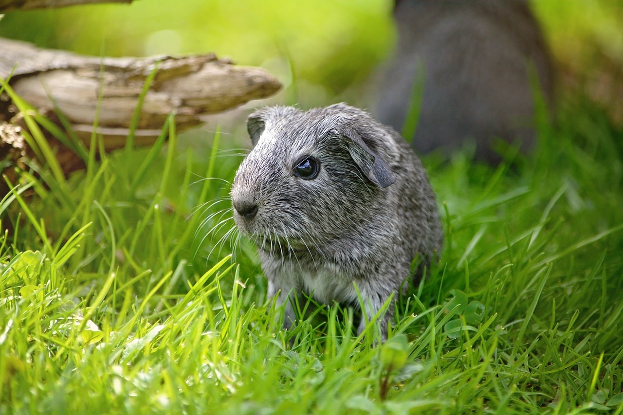 Where Do Guinea Pigs Live in the Wild - Guinea Pig Hub