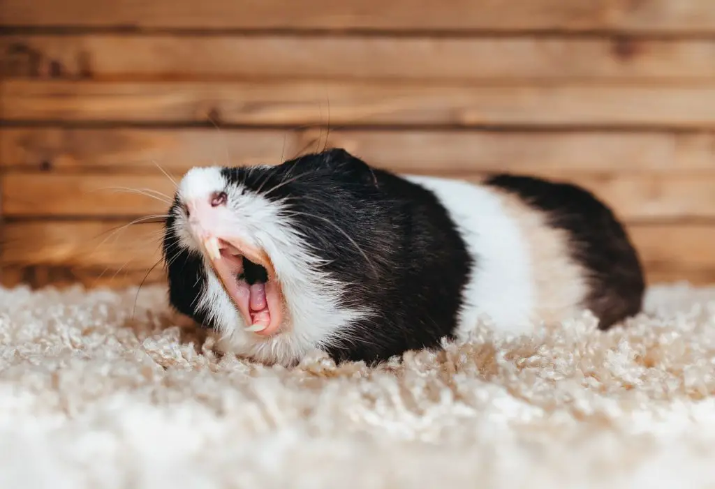 How Many Teeth Do Guinea Pigs Have - Guinea Pig Hub