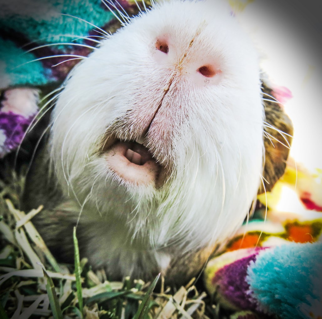 top 99+ Pictures pictures of guinea pigs teeth Excellent