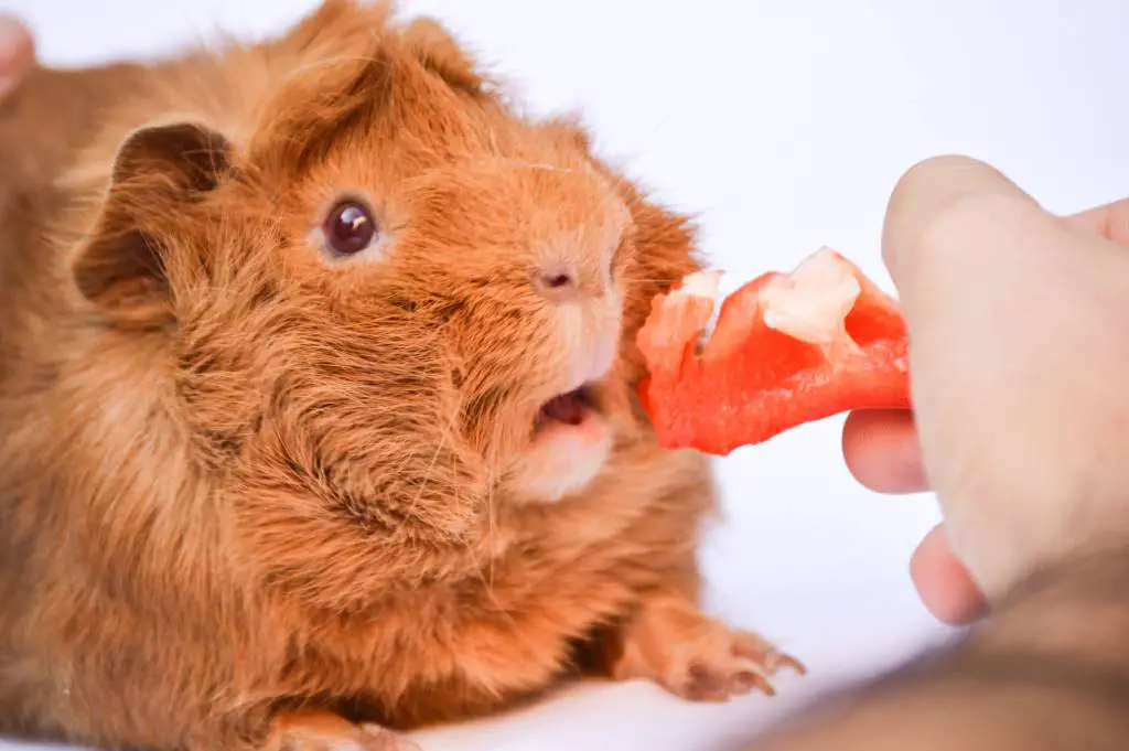 トマトのスナックを食べていないモルモット。