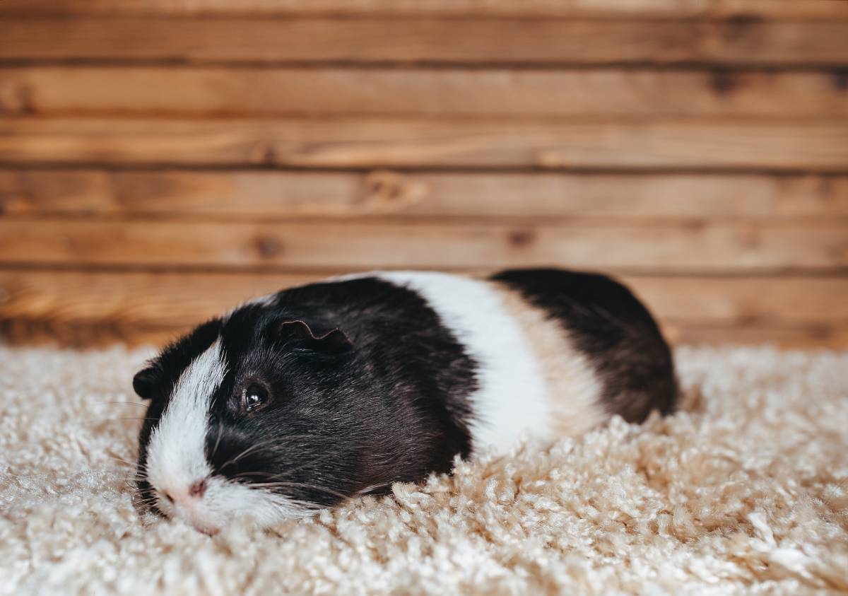 Signs Your Guinea Pig Is Dying And What To Do Guinea Pig Hub