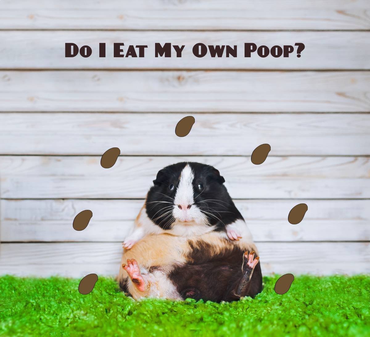 Why Do Guinea Pigs Eat Their Poop? Health Guide Guinea Pig Hub