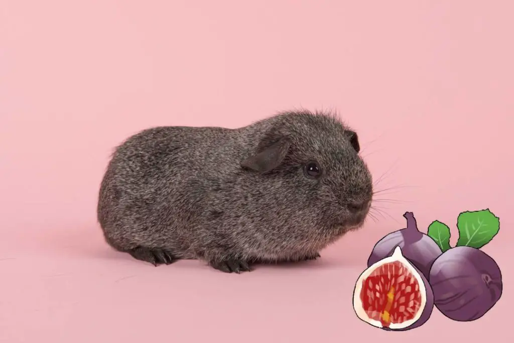 Can Guinea Pigs Eat Figs? Discover The Safe And Healthy Fig Snacks For